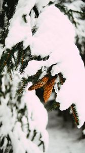 Preview wallpaper branch, snow, cones, spruce, winter