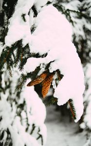 Preview wallpaper branch, snow, cones, spruce, winter