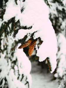 Preview wallpaper branch, snow, cones, spruce, winter