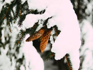 Preview wallpaper branch, snow, cones, spruce, winter