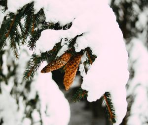 Preview wallpaper branch, snow, cones, spruce, winter