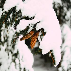 Preview wallpaper branch, snow, cones, spruce, winter