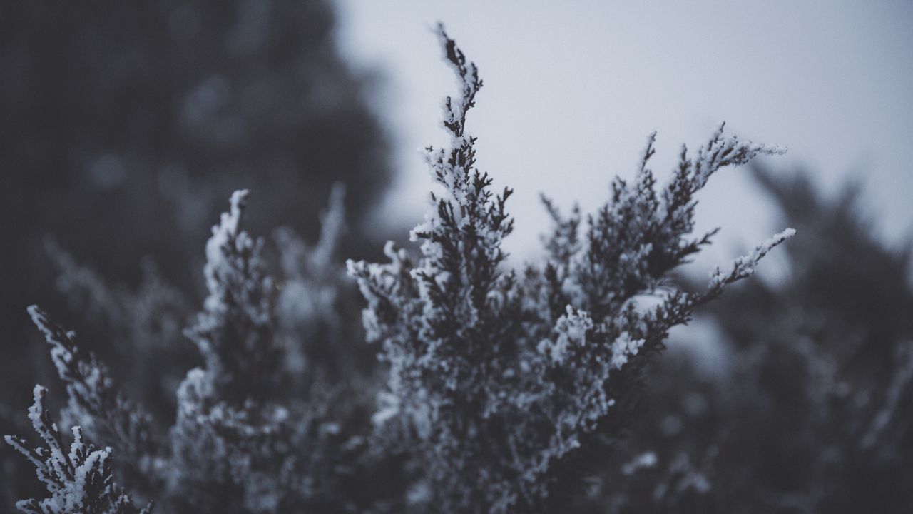 Wallpaper branch, snow, hoarfrost