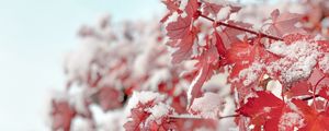 Preview wallpaper branch, snow, leaves, red