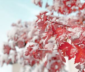 Preview wallpaper branch, snow, leaves, red