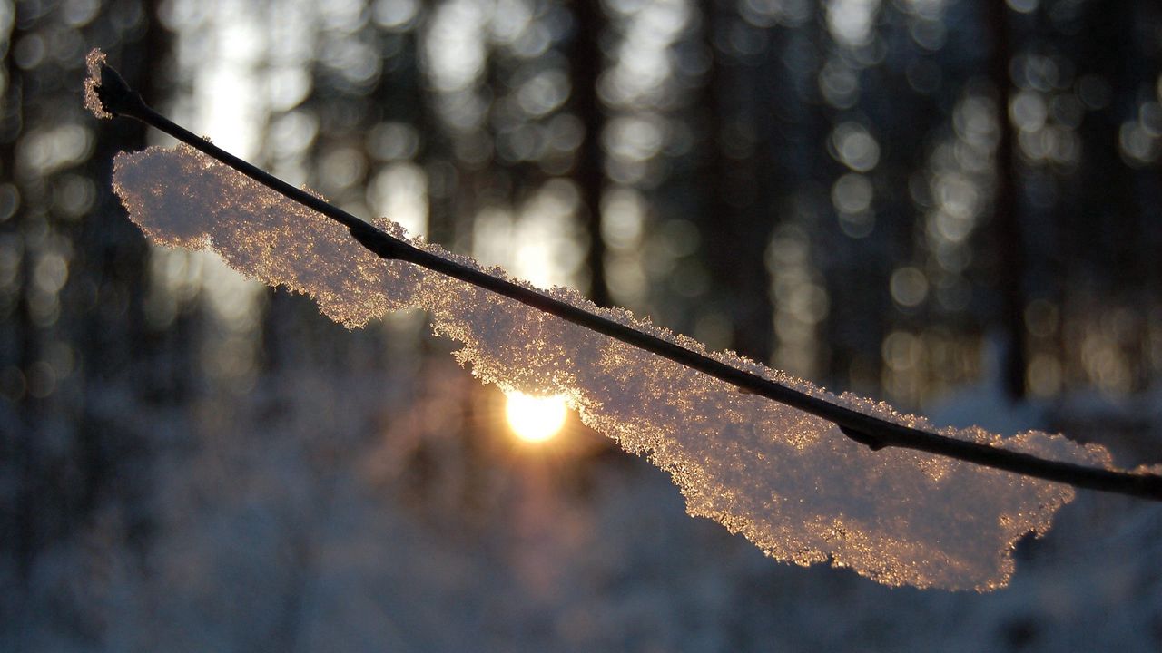 Wallpaper branch, snow, light, glare, forest