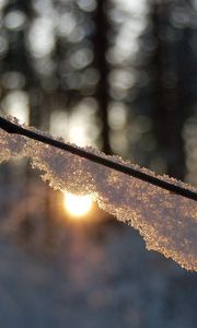 Preview wallpaper branch, snow, light, glare, forest