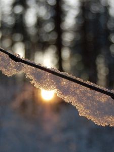 Preview wallpaper branch, snow, light, glare, forest