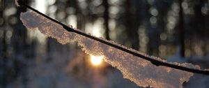 Preview wallpaper branch, snow, light, glare, forest