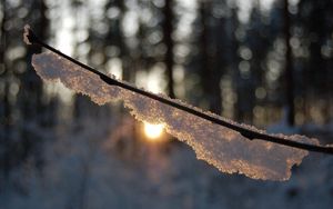 Preview wallpaper branch, snow, light, glare, forest