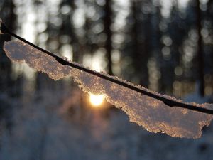 Preview wallpaper branch, snow, light, glare, forest