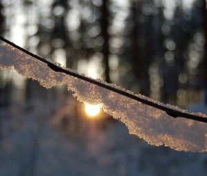 Preview wallpaper branch, snow, light, glare, forest