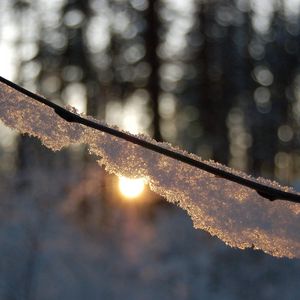 Preview wallpaper branch, snow, light, glare, forest