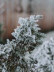 Preview wallpaper branch, snow, macro, needles