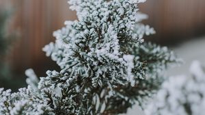 Preview wallpaper branch, snow, macro, needles