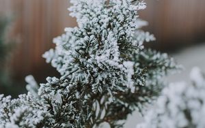 Preview wallpaper branch, snow, macro, needles