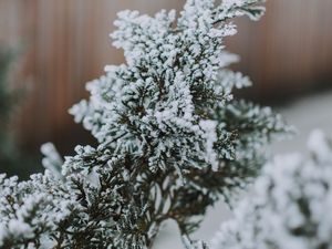 Preview wallpaper branch, snow, macro, needles