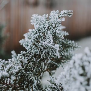 Preview wallpaper branch, snow, macro, needles