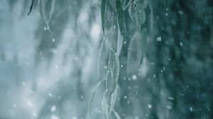 Preview wallpaper branch, snow, macro, plant, winter