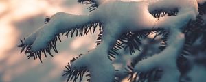 Preview wallpaper branch, snow, macro, winter