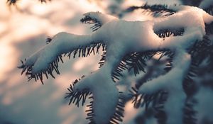 Preview wallpaper branch, snow, macro, winter