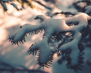 Preview wallpaper branch, snow, macro, winter