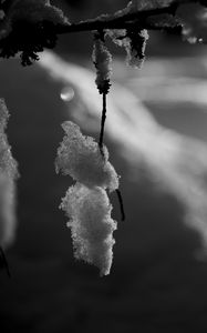 Preview wallpaper branch, snow, macro, winter, black and white