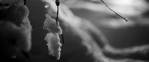 Preview wallpaper branch, snow, macro, winter, black and white