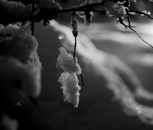 Preview wallpaper branch, snow, macro, winter, black and white