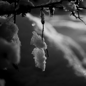 Preview wallpaper branch, snow, macro, winter, black and white