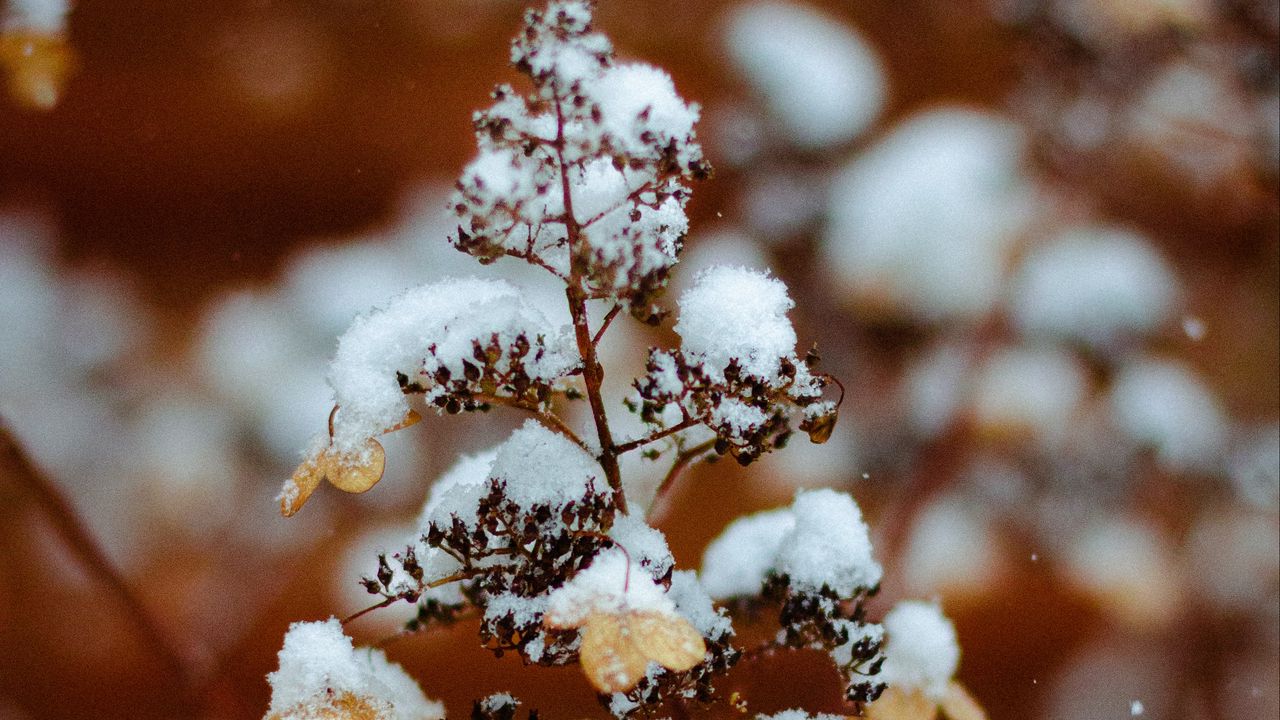 Wallpaper branch, snow, plant, winter