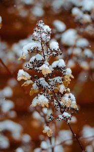 Preview wallpaper branch, snow, plant, winter