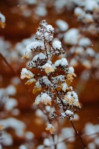Preview wallpaper branch, snow, plant, winter