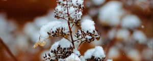 Preview wallpaper branch, snow, plant, winter