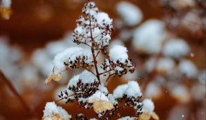 Preview wallpaper branch, snow, plant, winter