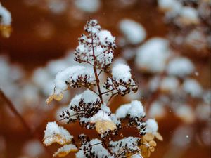 Preview wallpaper branch, snow, plant, winter