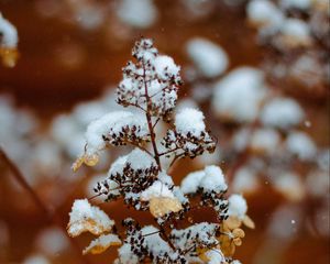 Preview wallpaper branch, snow, plant, winter