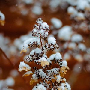 Preview wallpaper branch, snow, plant, winter