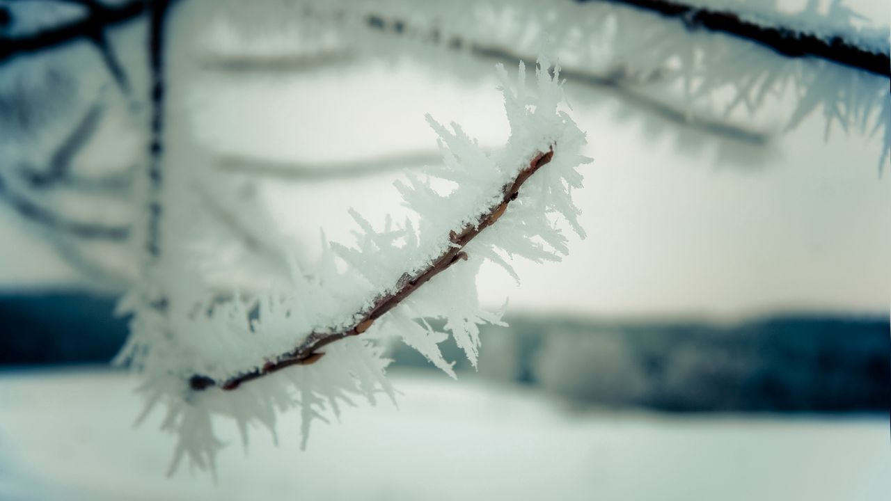 Wallpaper branch, snow, sky, winter