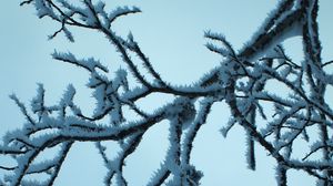 Preview wallpaper branch, snow, sky, winter, macro