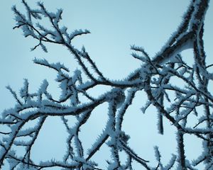 Preview wallpaper branch, snow, sky, winter, macro