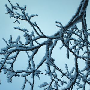 Preview wallpaper branch, snow, sky, winter, macro