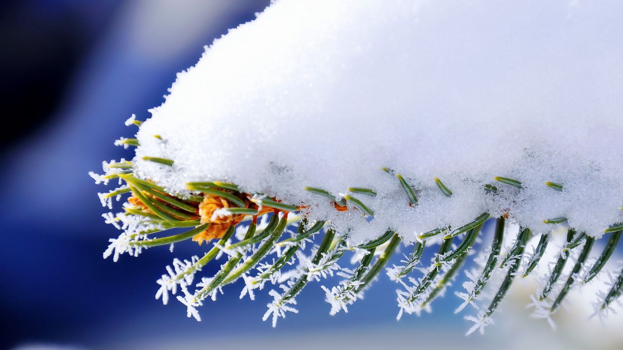 Wallpaper branch, snow, spruce, winter