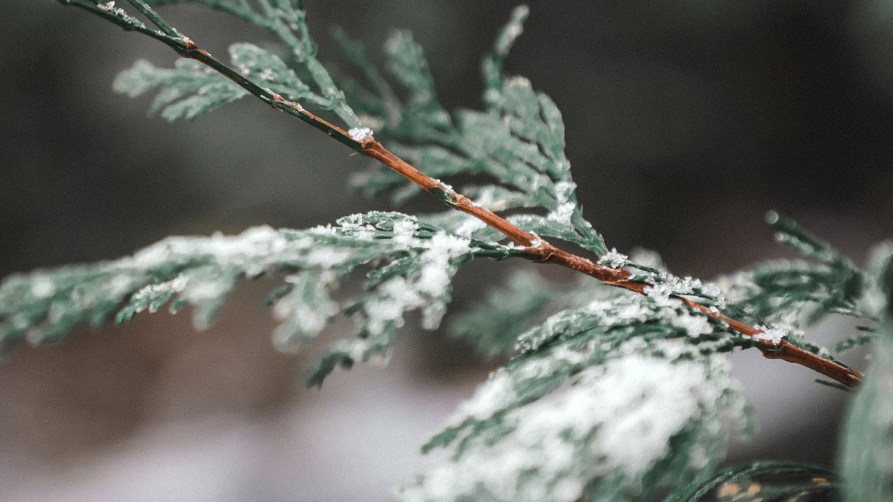 Wallpaper branch, snow, thuja, plant, macro