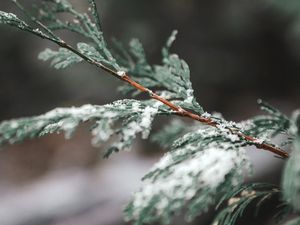 Preview wallpaper branch, snow, thuja, plant, macro