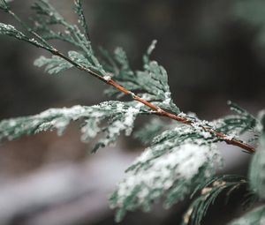 Preview wallpaper branch, snow, thuja, plant, macro