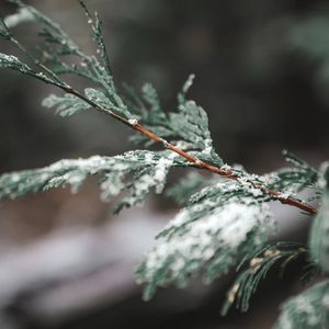 Preview wallpaper branch, snow, thuja, plant, macro