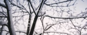 Preview wallpaper branch, snow, winter