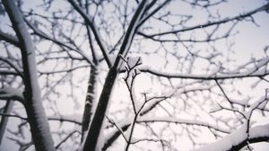 Preview wallpaper branch, snow, winter