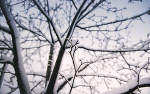 Preview wallpaper branch, snow, winter
